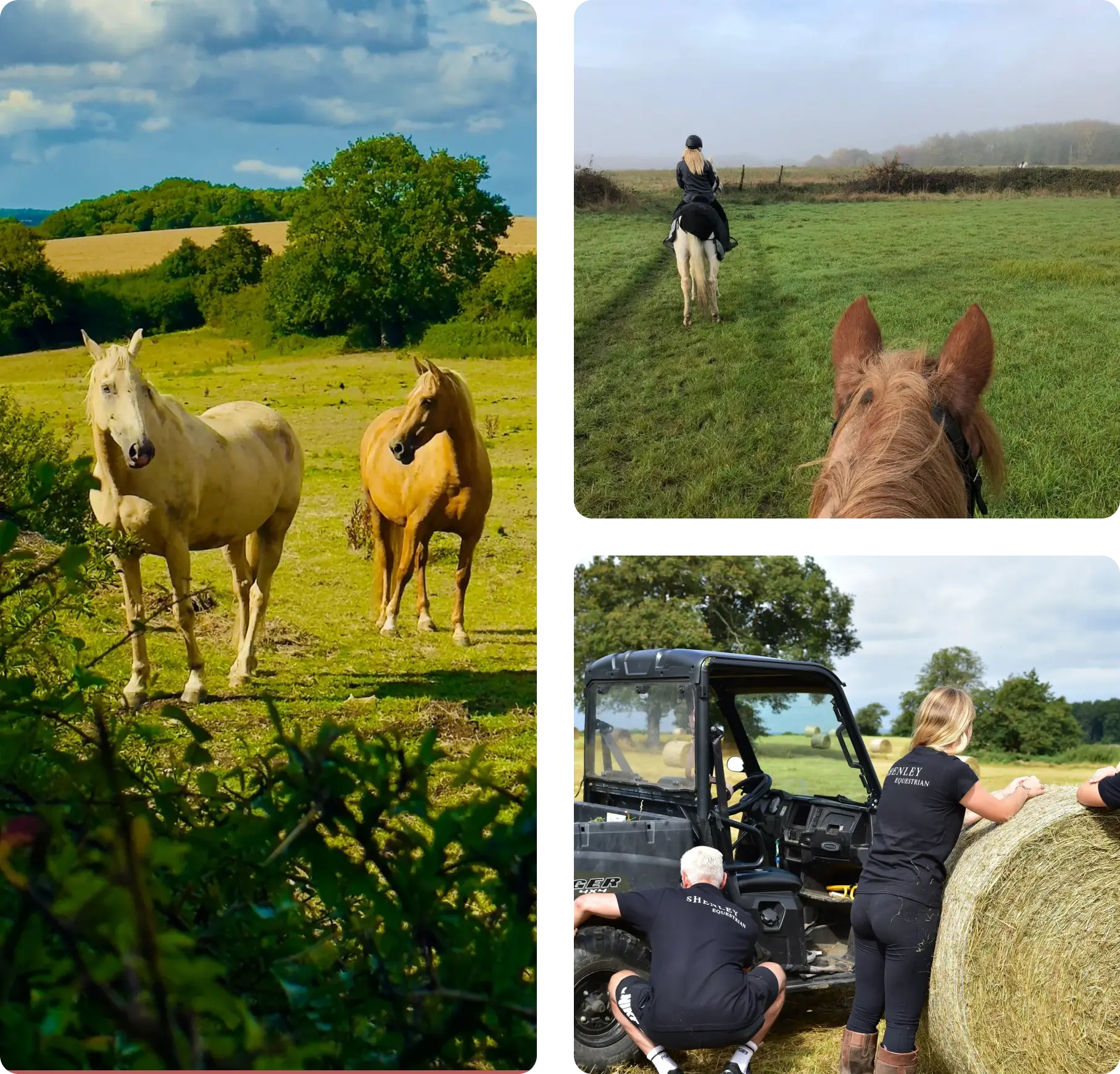 Horses in field, horseback riding, farm activities.